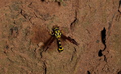 Phimenes flavopictus flavopictus