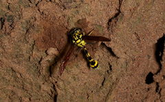 Phimenes flavopictus flavopictus