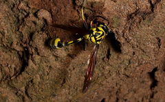 Phimenes flavopictus flavopictus