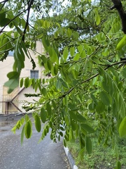 Robinia pseudoacacia