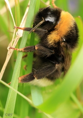Bombus bohemicus
