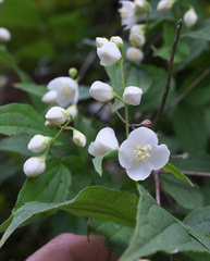 Philadelphus satsumi