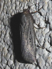 Setagrotis vocalis