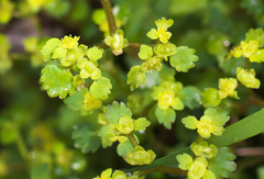 Chrysosplenium flagelliferum