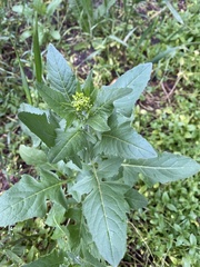 Sisymbrium loeselii