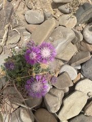Centaurea sphaerocephala
