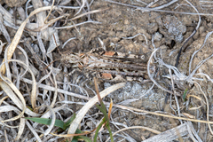 Psoloessa delicatula