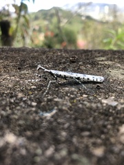 Pseudopogonogaster hebardi