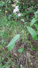 Campanula glomerata
