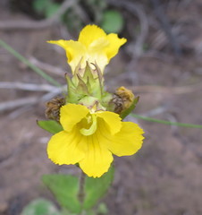 Alectra sessiliflora