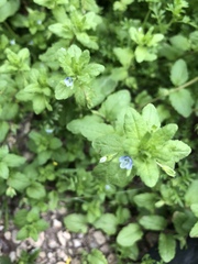 Veronica agrestis
