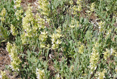 Salvia absconditiflora