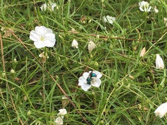 Stylisma pickeringii