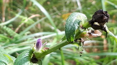 Campanula glomerata