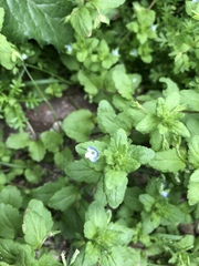 Veronica agrestis