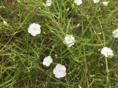 Stylisma pickeringii