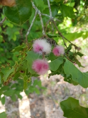 Andricus quercusramuli