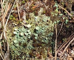 Cladonia asahinae