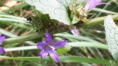 Campanula glomerata