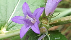 Campanula glomerata