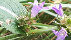 Campanula glomerata