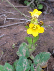 Alectra sessiliflora