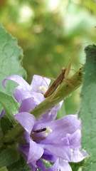 Campanula glomerata
