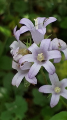 Campanula glomerata