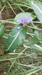 Campanula glomerata