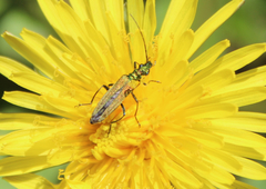 Oedemera nobilis