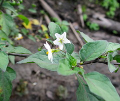 Solanum nigrum nigrum