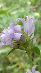 Campanula glomerata