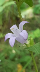 Campanula glomerata