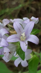 Campanula glomerata