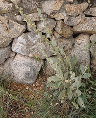 Verbascum rotundifolium