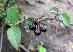 Solanum nigrum nigrum