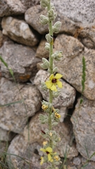 Verbascum rotundifolium