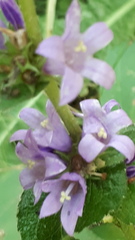 Campanula glomerata