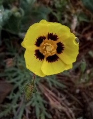 Tuberaria guttata