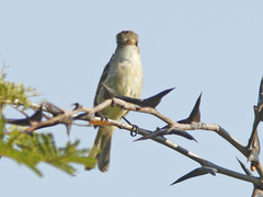 Empidonax albigularis