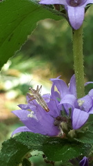 Campanula glomerata