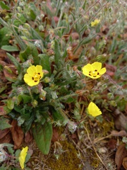 Tuberaria guttata