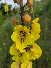 Verbascum spectabile