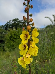 Verbascum spectabile
