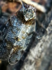 Tachycixius pilosus