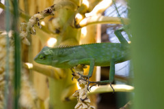 Bronchocela jubata