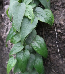 Dioscorea burchellii