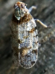 Tachycixius pilosus