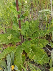 Verbascum spectabile