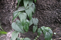 Dioscorea burchellii